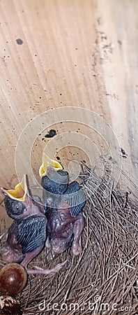 Bird life . Two kids of Murai Batu bird from Indonesia wants to eat Stock Photo