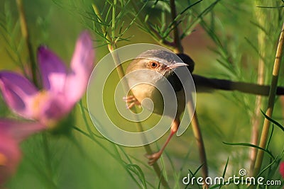 Bird Stock Photo