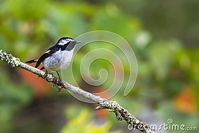 Bird: Little Pied Flycatcher Stock Photo