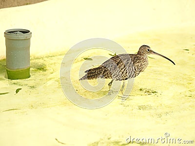 Bird with a long beak in a white liquid during daytime Stock Photo