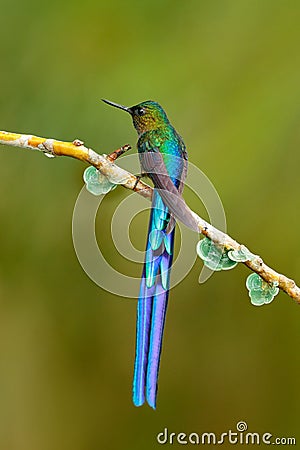 Bird with long tail. Beautiful blue glossy hummingbird with long tail. Long-tailed Sylph, hummingbird with long blue tail in the Stock Photo