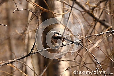 Bird long tailed tit sitting on a branch Stock Photo