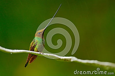 Bird with longest beak. Sword-billed hummingbird, Ensifera ensifera, bird with unbelievable longest bill, nature forest habitat, E Stock Photo