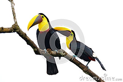 Bird love. Chesnut-mandibled Toucan sitting on the branch in tropical rain, white background. Wildlife scene from nature with beau Stock Photo