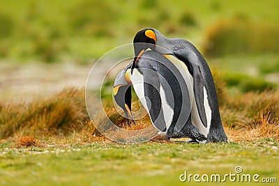 Bird love. King penguin couple cuddling, wild nature, green background. Two penguins making love. in the grass. Wildlife scene fro Stock Photo