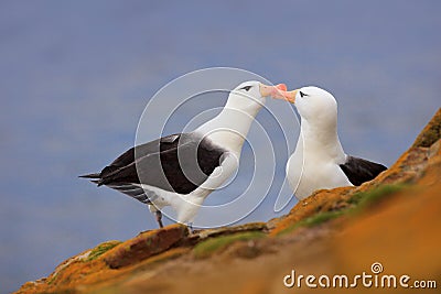 Bird love. Pair of birds Black-browed albratros. Beautiful sea bird sitting on cliff. Albatross with dark blue water in the backgr Stock Photo