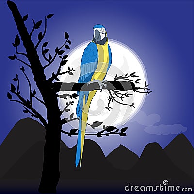 Bird Macaw standing on branch with moon background an night , vector illustration Vector Illustration