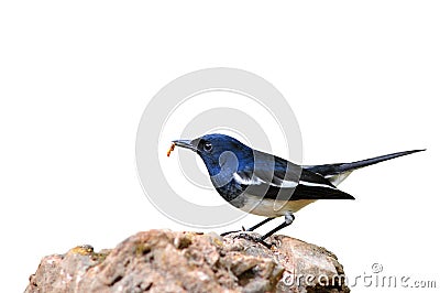 Bird Magpie Stock Photo