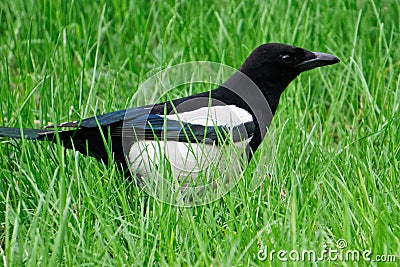 A bird-magpie walks in fresh green grass. Ornithology Stock Photo