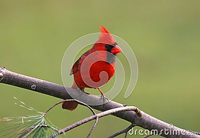 Bird - Male Northern Cardinal Stock Photo