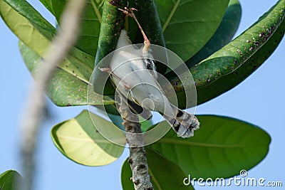 The bird stretched its neck and climbed onto the branches and leaves, half reaching into the curly leaves! Stock Photo