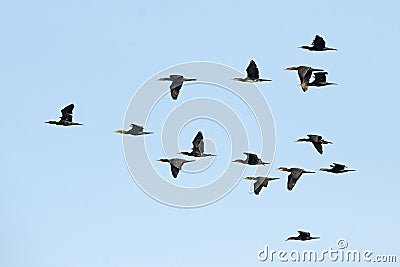 Bird, Migration birds Indian Cormorant Stock Photo