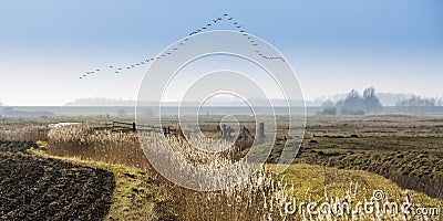 Bird migration Stock Photo