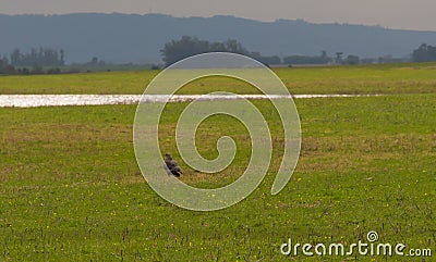 Bird Milvago Chimango landed on the floor 01 Stock Photo