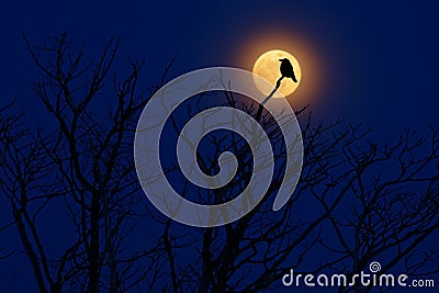 Bird with moon. Late evening with raven, black forest bird, sitting on the tree, dark day, nature habitat. Magic night with moon l Stock Photo