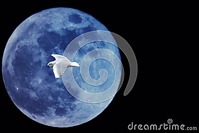 Bird in the moon Stock Photo