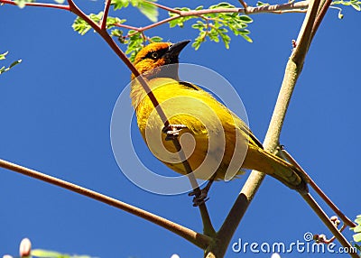 Bird on moringa tree Stock Photo