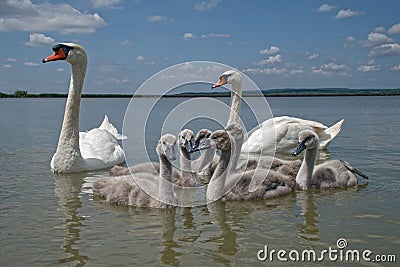 Bird mute swan (Cygnus olor) family with cute baby cygnets swimming together in green water lake Balaton. Stock Photo