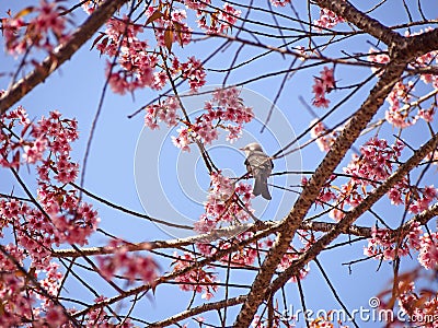 Bird in nature with beautiful blossom Stock Photo
