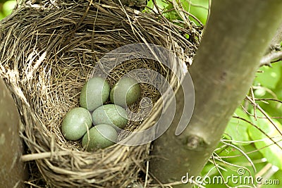 Bird nest Stock Photo