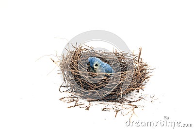 Bird Nest Stock Photo