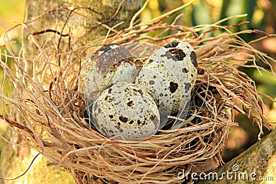 Bird nest Stock Photo