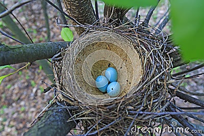 Bird nest with blue eggs Stock Photo