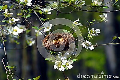 Bird Nest in Dogwood Stock Photo