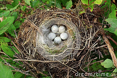 Bird nest with eggs Stock Photo