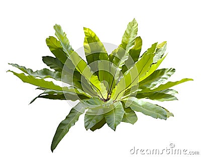 Bird nest fern isolated white Stock Photo