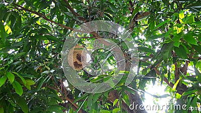 Bird nest hang on mango tree Stock Photo