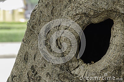 Bird nest in hollow tree trunk Stock Photo