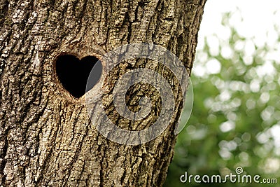 Bird nest in hollow trunk Stock Photo