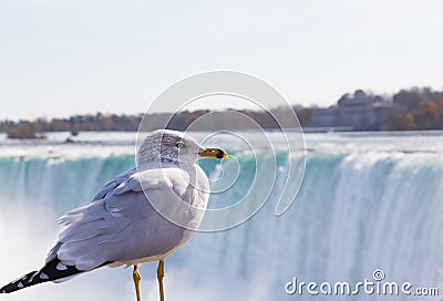 Bird at Niagara Falls Stock Photo