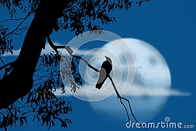 Bird at night in front of full moon Stock Photo