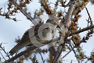 Bird the Nightingale sings in the spring. Stock Photo