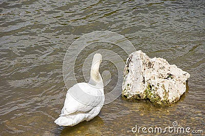 Bird Observations Along The Water Stock Photo