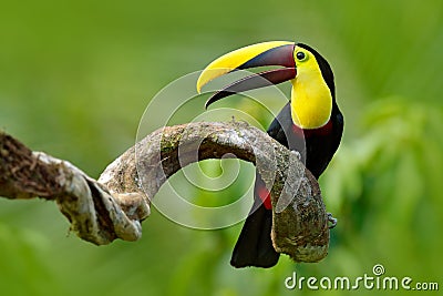 Bird with open bill. Big beak bird Chesnut-mandibled Toucan sitting on the branch in tropical rain with green jungle background. W Stock Photo