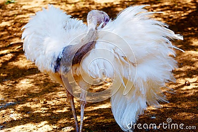 Bird ostrich and Blur background. Struthio camelus. Stock Photo