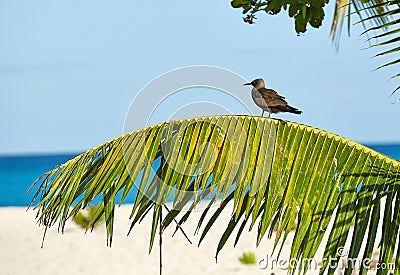 Bird on a palm branch, Seychelles Stock Photo