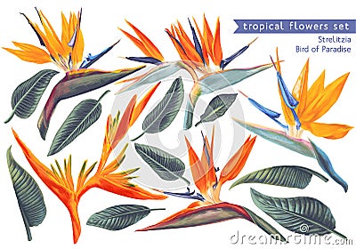 Vector tropical set of Strelitzia Reginae, tropical flowers and leaves. Vector Illustration