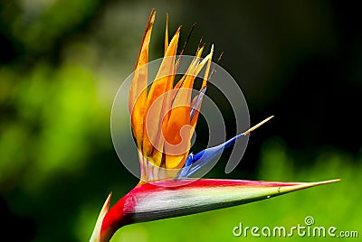 Bird of Paradise Stock Photo