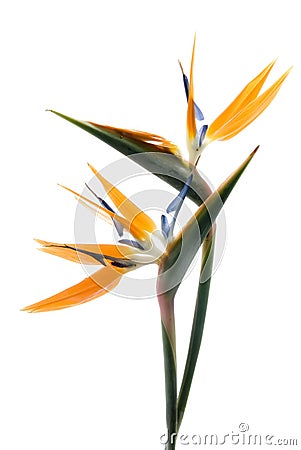 Bird of paradise Stock Photo