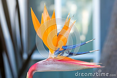 Bird of Paradise Stock Photo