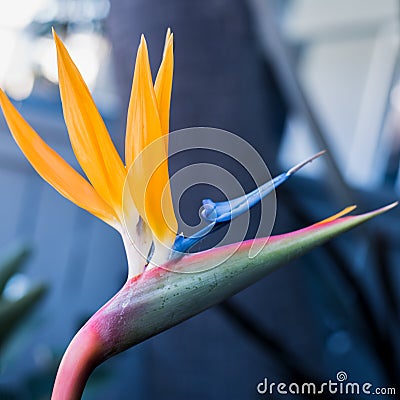 Bird of Paradise Stock Photo