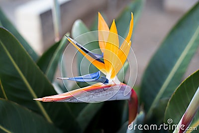 Bird of Paradise Stock Photo