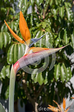 Bird of Paradise Stock Photo