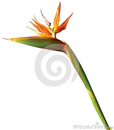 Bird of paradise exotic flower on white background Stock Photo