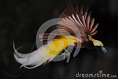 Bird of paradise in flight Stock Photo