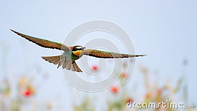 Bird of Paradise in flight, bee-eaters. Merops Apiaster Stock Photo